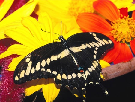 Untitled Wallpaper - butterfly, swallowtail