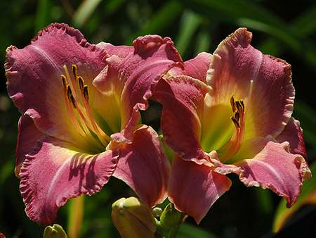 Untitled Wallpaper - daylily, royal palace prince, lily, flower