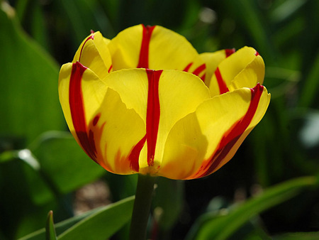 Untitled Wallpaper - tulip, flower