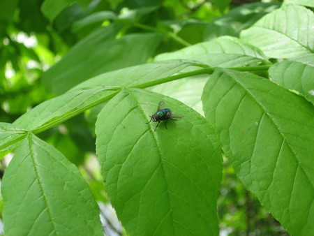 fly - i took this picture on may 1 in a serbian forest at novi becej, fly