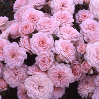 Softly pink roses (widescreen)