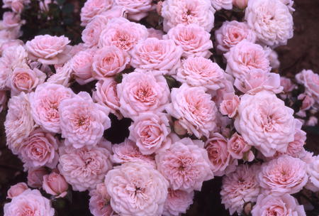 Softly pink roses (widescreen) - pink roses, flowers