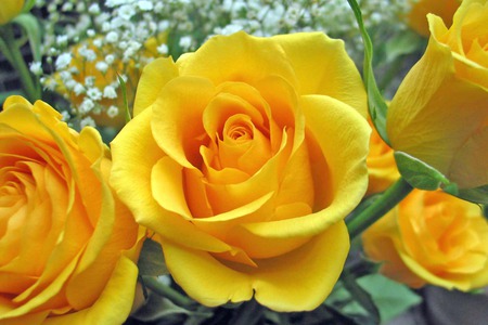 Golden Yellow Roses - yellow, roses, bloom, golden yellow, bud, rose, garden