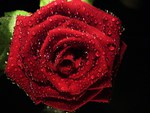 Red Rose with Dewdrops (widescreen)