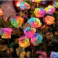 Rainbow Roses