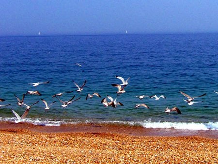 Sea Birds - ocean, animals, sea, birds