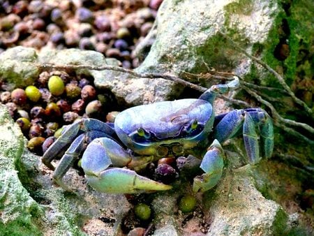 Crab - ocean, sea, animals, crab