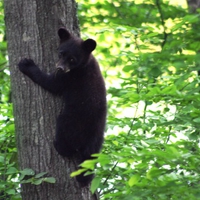 Black Bear Cub