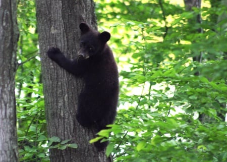 Black Bear Cub - cub, bears, baby, animals