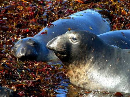 Elephant Seals - sea, seals, ocean, animals