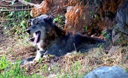  Yawning grey-wolf - desert, animals, wolf, sleepy