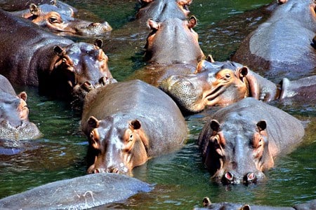 Hippo pod - hippos, pod, animals, africa