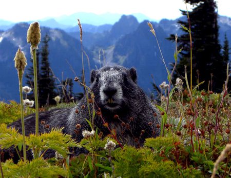 marmot - digging, forrest, animals, other