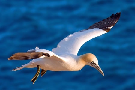 Sea Bird - ocean, sea, animals, birds