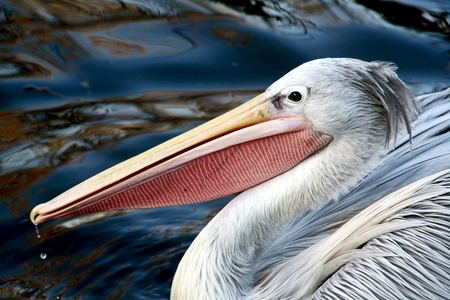 Pelican - ocean, sea, animals, birds