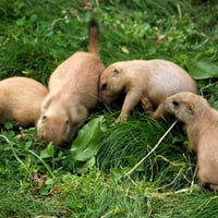 prairie-dogs