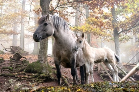 German Horses