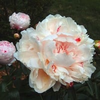 Creamy Pink Peonies