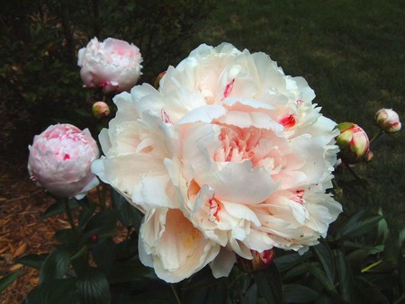 Creamy Pink Peonies - creamy pink peony, flowers, garden