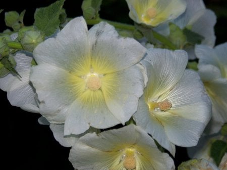 Hollyhock Flowers - white hollyhock flowers, garden