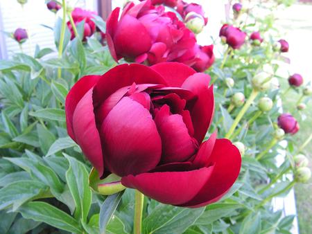 Scarlet Peony - flowers, garden, scarlet peony