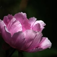 Pink Peony