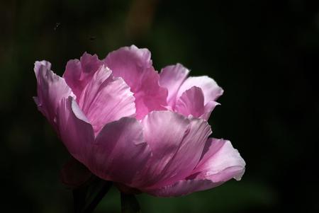 Pink Peony - pink peony, on black, flower