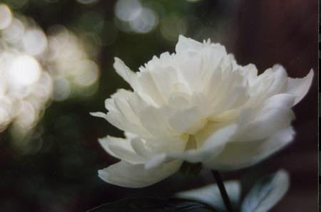 White Peony - art, white spots, white peony flower