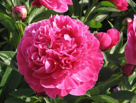 Crimson Peony - flowers, crimson peony, garden