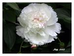 Perfect Peony