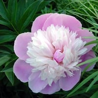 Pink and white peony