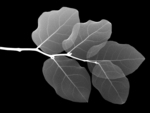 B&W leaf