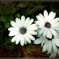 Daisies