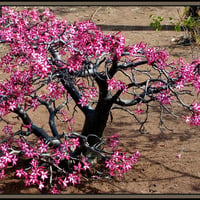 Pink flowers