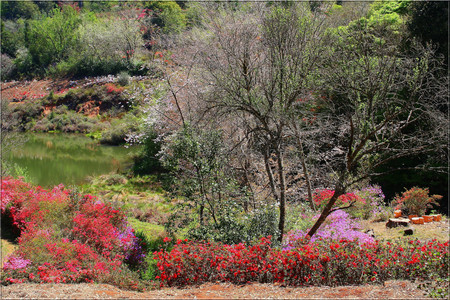 Color forest - nature, forests