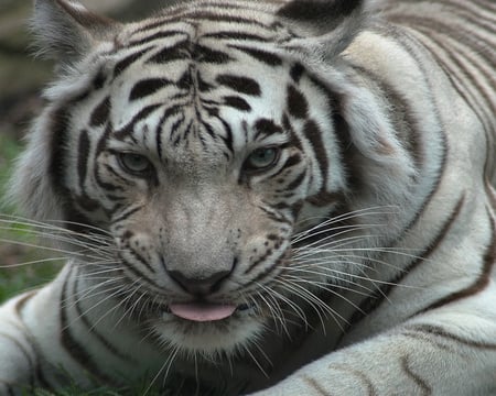 White tiger - tigers, animals