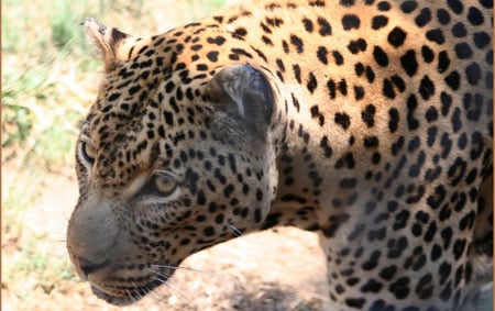 Leopard - animals, leopards