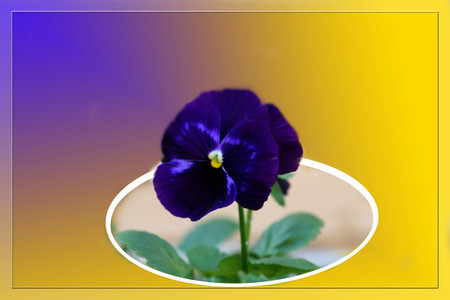 Pansy pretty - flowers, 3d