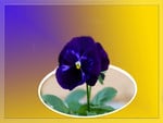 Pansy pretty