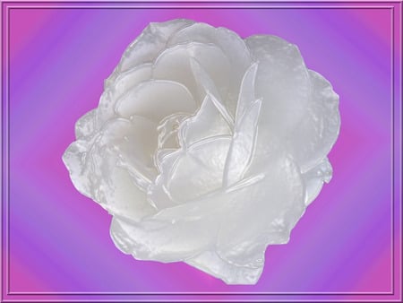 White rose - roses, 3d