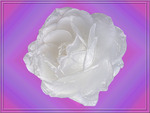 White rose