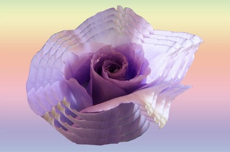 Pretty in purple - roses, 3d