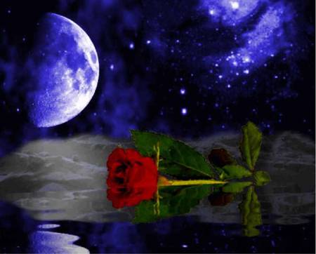 Moonlight Rose - water, red rose, night, stars, reflection, full moon