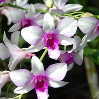 Orchids