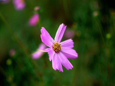 é‡ŽèŠ± - flowers, life, nature