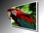 Macaw