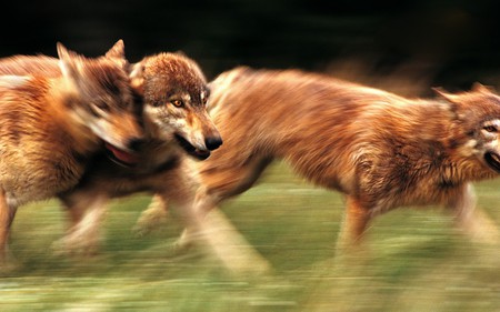 THE HUNGRY WOLVES - trio, wolves