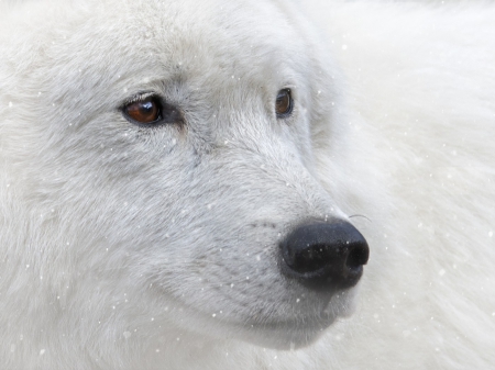 Snow wolf - abstract, wolf, quotes, black, grey, white, animal, canis lupus, howling wolf, arctic