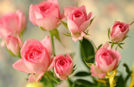 pink roses - pink roses, bouquet, still life, flower