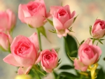 pink roses